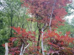 -叠溪松坪沟景区
