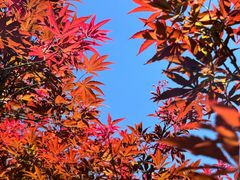 -广州市帽峰山景区
