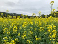 -红山村