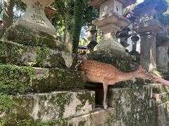 -奈良公园