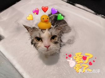 特色推荐：猫咪精致洗护+泡泡浴SPA  地理位置：上