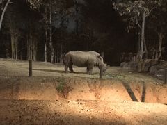 游乐设施-清迈夜间动物园