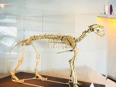 -北京周口店北京人遗址博物馆