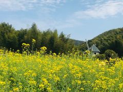 -宁波浙东大竹海景区