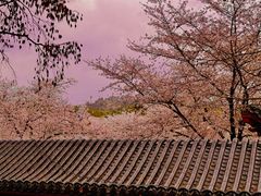 -东湖磨山景区