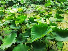 -七的湖·晚芳亭·阳澄湖农家菜·大闸蟹(莲花岛店)