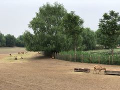 -北京麋鹿生态实验中心