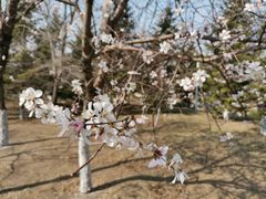 -长白岛森林公园