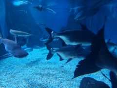 -多彩贵州城极地海洋世界