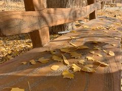 -金塔沙漠胡杨林景区