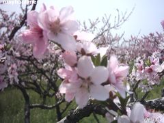 -南汇桃花村