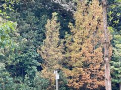 -广州市流溪河国家森林公园