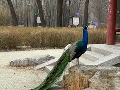 -北京麋鹿生态实验中心