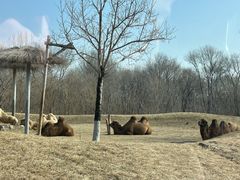 -北京野生动物园