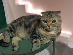 -猫儿山۰猫主题餐厅