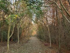 -上海海湾国家森林公园