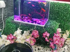 -东方豪客牛排意面披萨(金凤万达店)