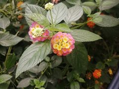 -南宫五洲植物乐园