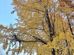 -绵阳人民公园(涪城区)