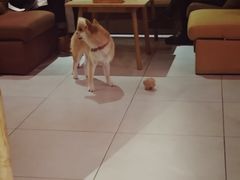 -柴务处·柴犬主题狗咖