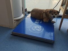 -博特宠物医院24h犬猫全科.骨科·异宠