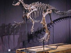 -正佳自然科学博物馆