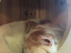 -共舞时光猫咖·狗咖(新街口店)