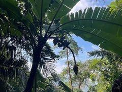 -海南霸王岭国家森林公园