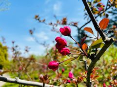 -上海共青森林公园