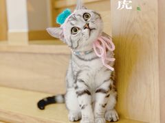 -宠颐生嘉德动物医院