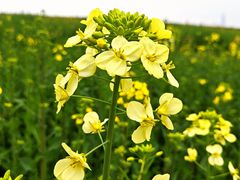 -三圣花乡旅游区