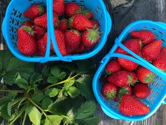 -尚田草莓姑娘白草莓采摘基地