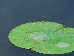 -荷塘月色湿地公园·向阳花洲