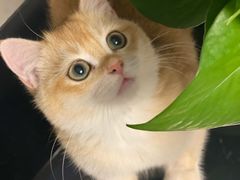 -lincat·猫舍(广州店)