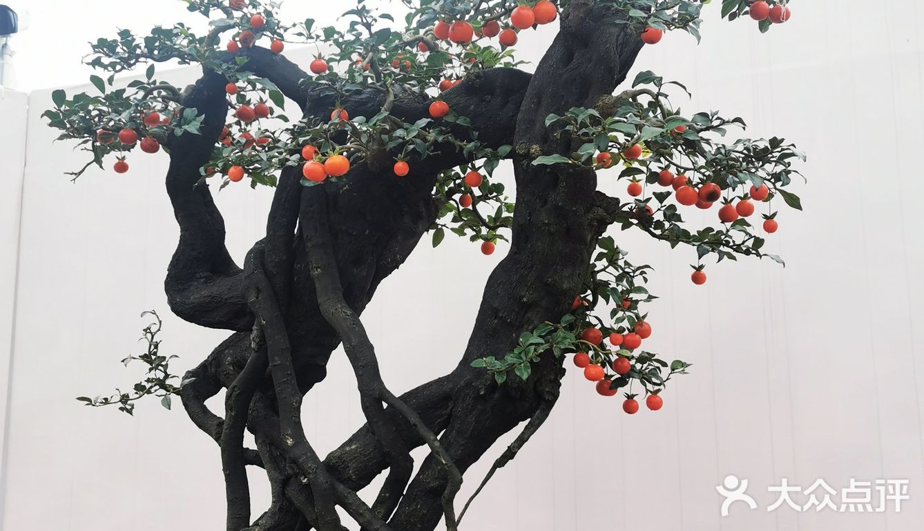 盆景艺术，匠心独具