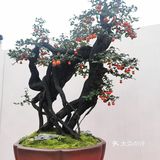 盆景艺术，匠心独具