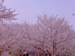 -顾村公园