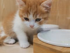 -屋虎猫馆(宝安大仟里店)