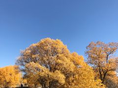 -金塔沙漠胡杨林景区