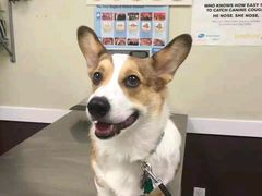 -康乐宝动物医院