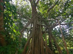 -中国科学院西双版纳热带植物园