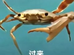 -清真·鸦儿李记·涮肉(花市店)