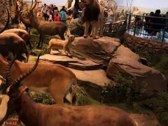 -陕西自然博物馆