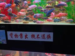 -中环花鸟鱼虫市场