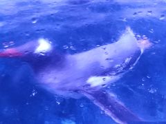 -暹罗海洋世界