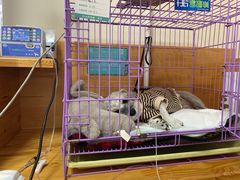 -瑞派宠物医院·24小时骨科·心脏·核磁(哈尔滨南岗店)