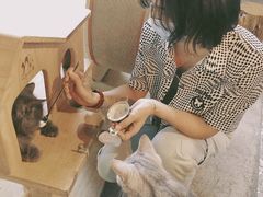 -more than meow吴止猫主题餐厅(承德 中船汇店)