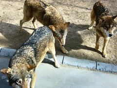 -北京野生动物园