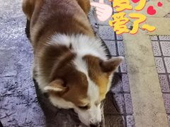 -小梁哥云吞面(黄贝岭店)