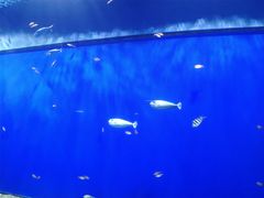 -大阪海游馆